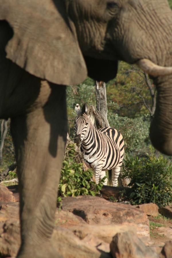 Makweti Safari Lodge Welgevonden Game Reserve Zewnętrze zdjęcie