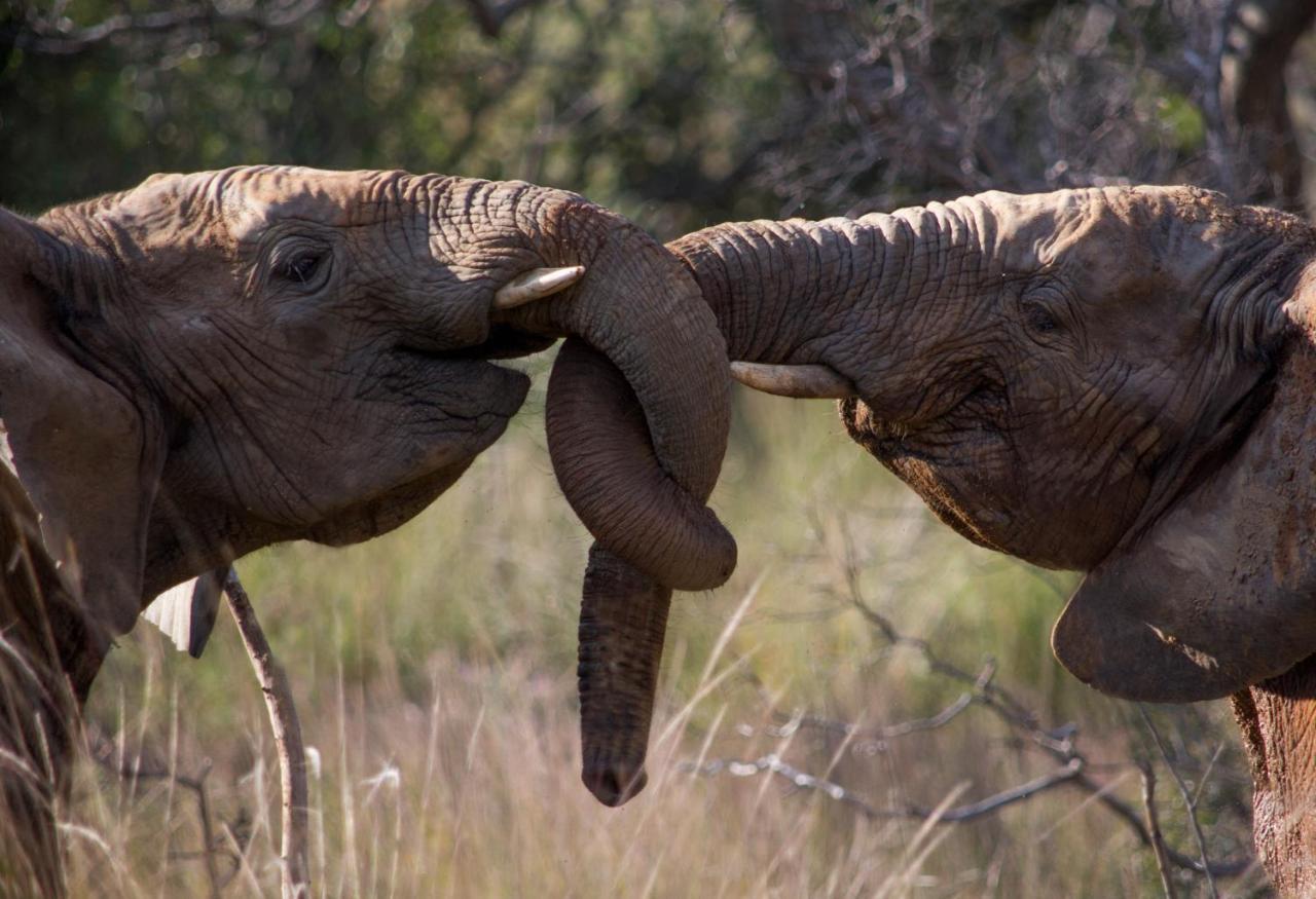 Makweti Safari Lodge Welgevonden Game Reserve Zewnętrze zdjęcie
