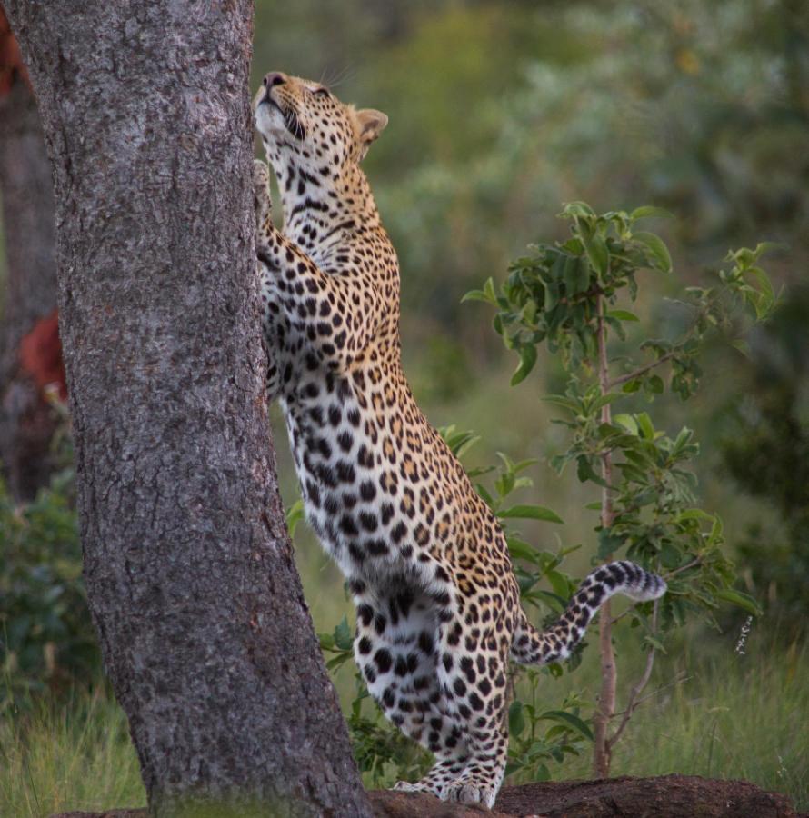 Makweti Safari Lodge Welgevonden Game Reserve Zewnętrze zdjęcie